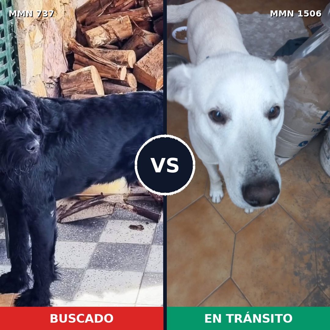 Comparativa MMS 27142: mascota perdida y mascota encontrada, 23% de similitud