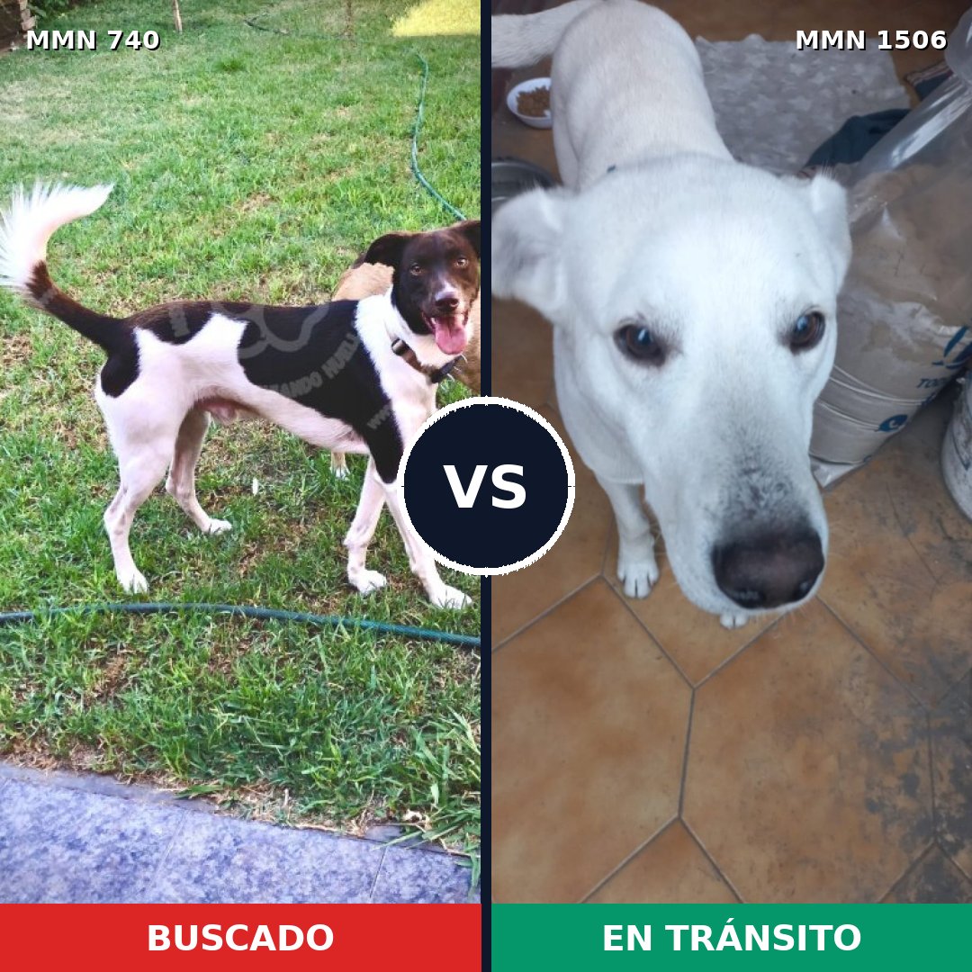 Comparativa MMS 27143: mascota perdida y mascota encontrada, 72% de similitud