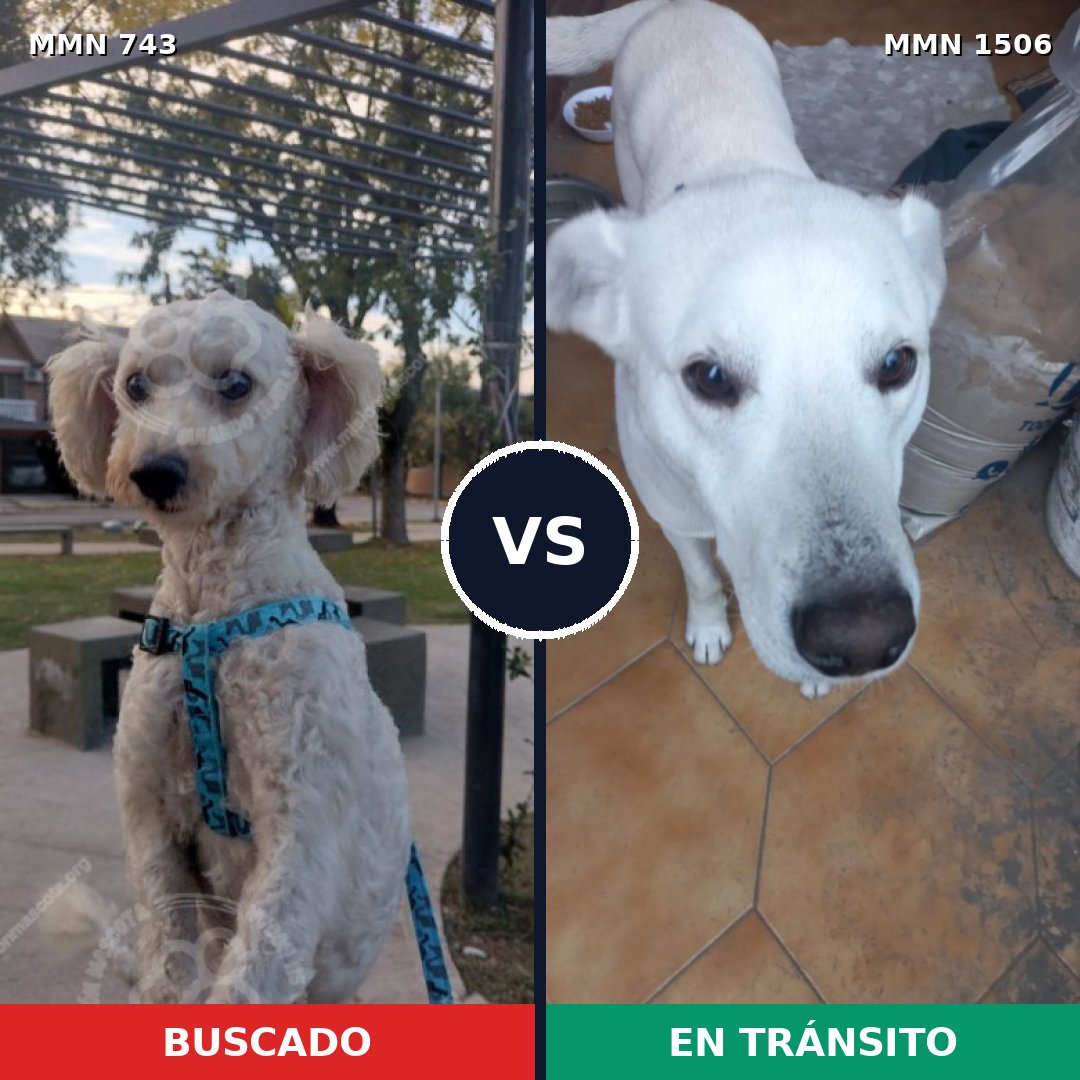 Comparativa MMS 27144: mascota perdida y mascota encontrada, 53% de similitud
