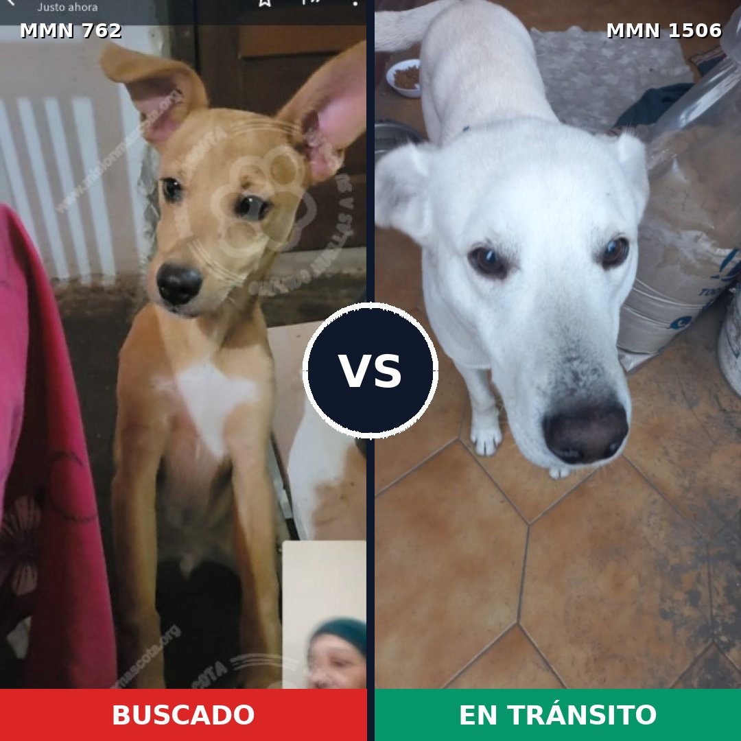 Comparativa MMS 27146: mascota perdida y mascota encontrada, 73% de similitud