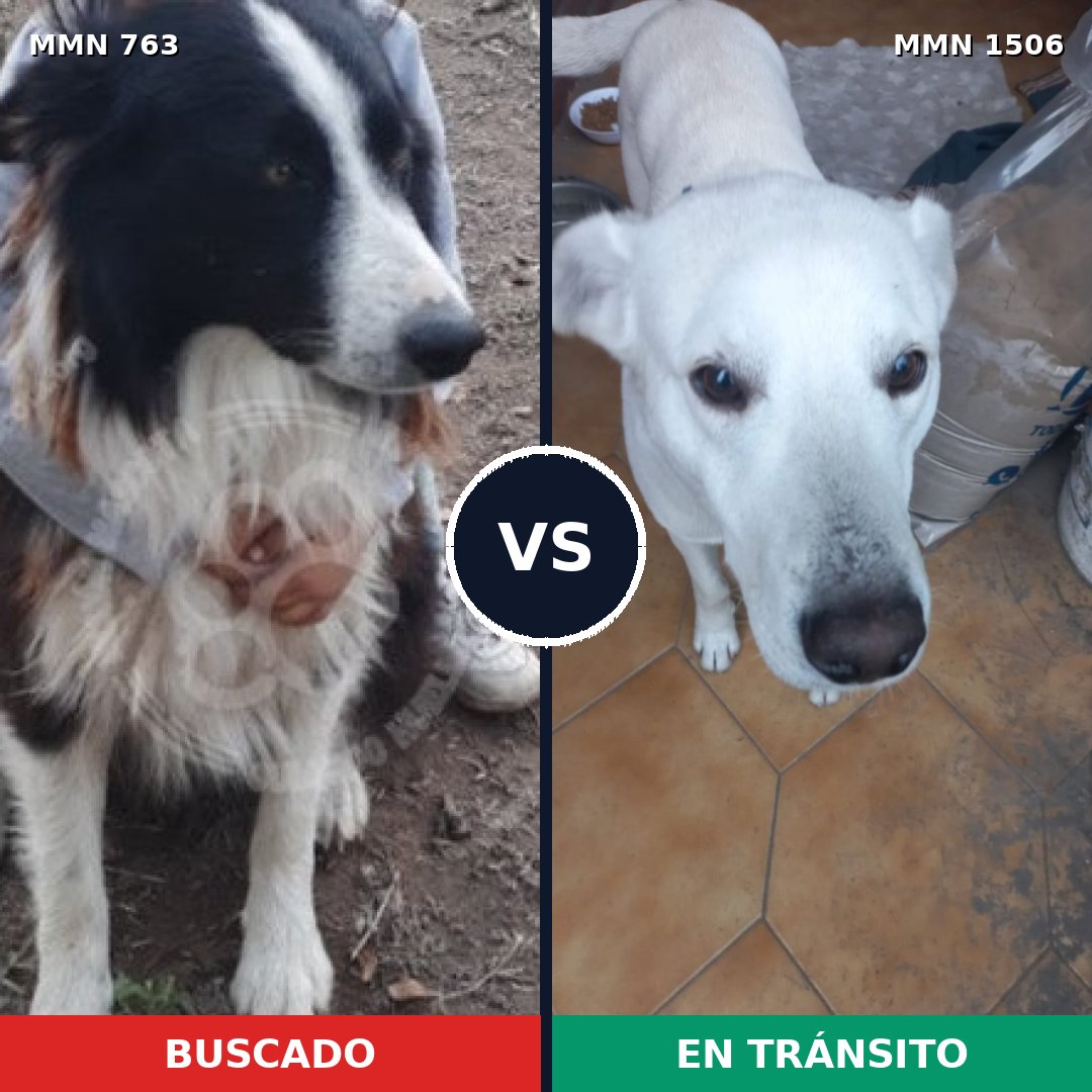 Comparativa MMS 27147: mascota perdida y mascota encontrada, 39% de similitud