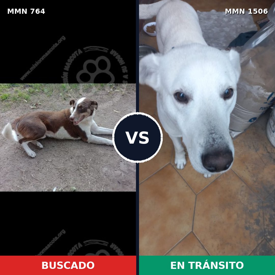 Comparativa MMS 27148: mascota perdida y mascota encontrada, 38% de similitud