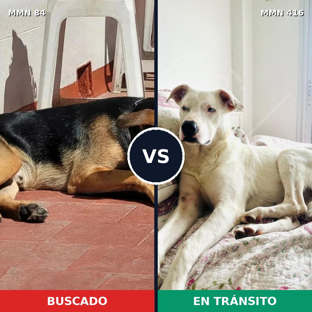 Comparativa MMS 2715: mascota perdida y mascota encontrada, 80% de similitud