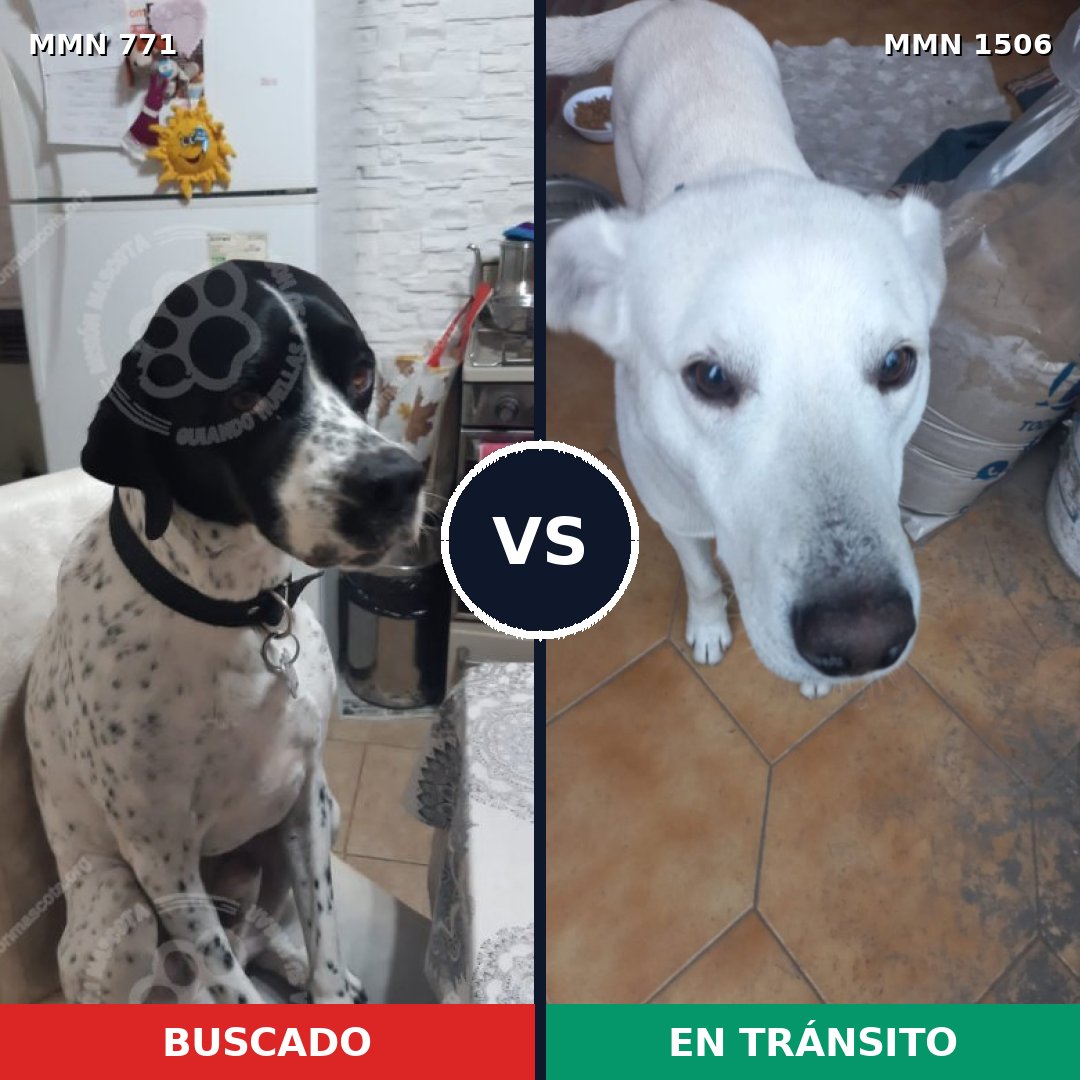 Comparativa MMS 27150: mascota perdida y mascota encontrada, 43% de similitud