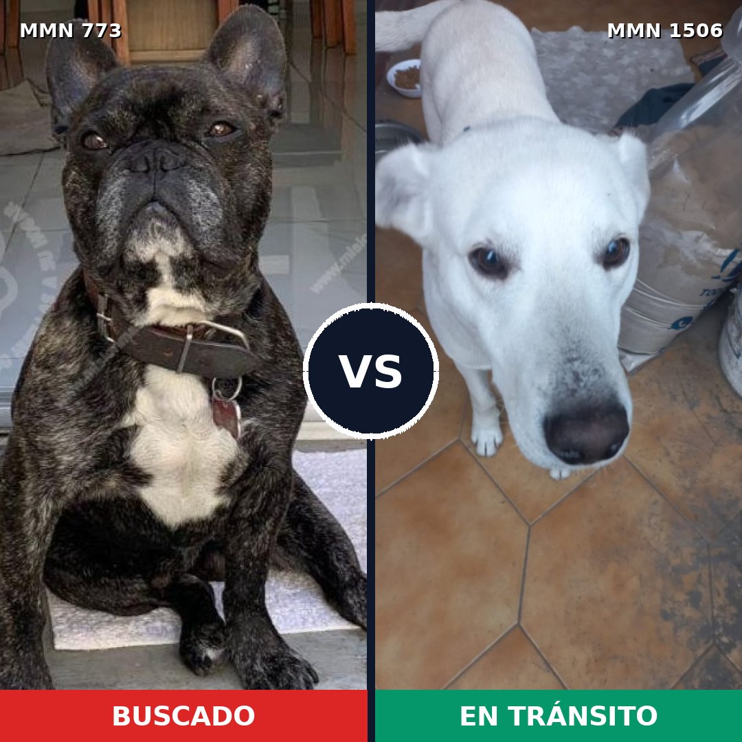 Comparativa MMS 27151: mascota perdida y mascota encontrada, 44% de similitud