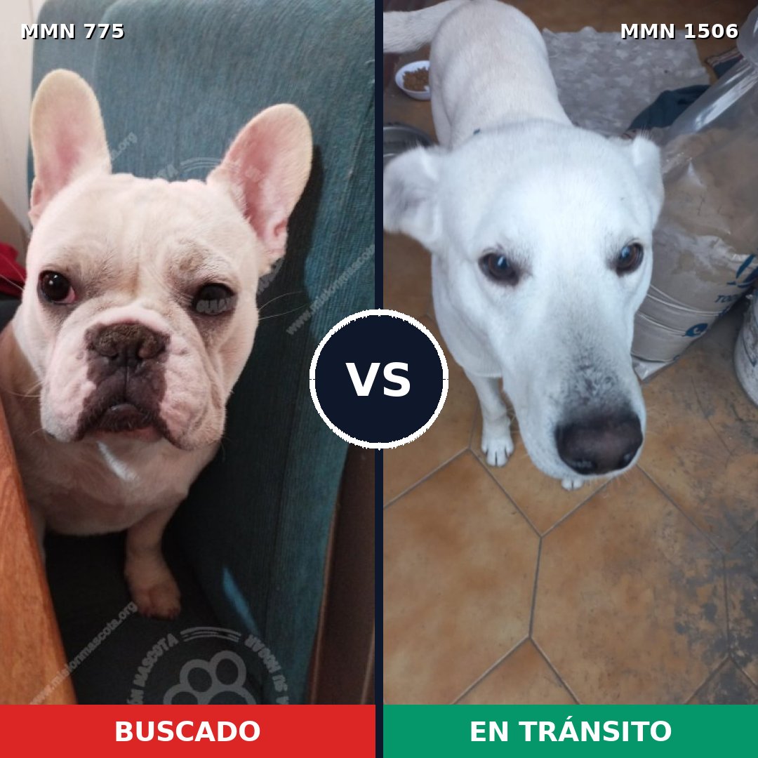 Comparativa MMS 27152: mascota perdida y mascota encontrada, 53% de similitud
