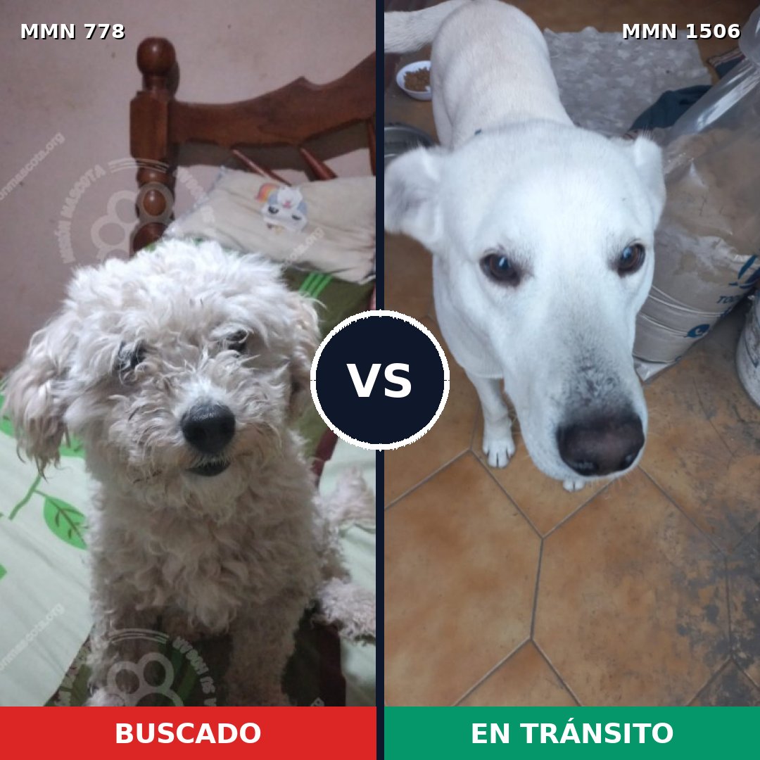 Comparativa MMS 27153: mascota perdida y mascota encontrada, 44% de similitud