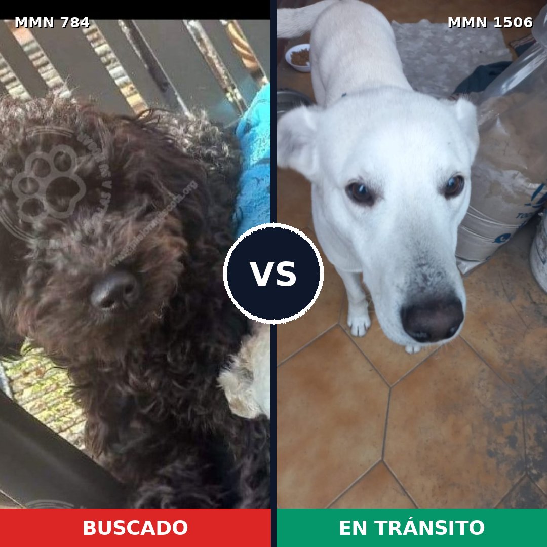 Comparativa MMS 27154: mascota perdida y mascota encontrada, 32% de similitud