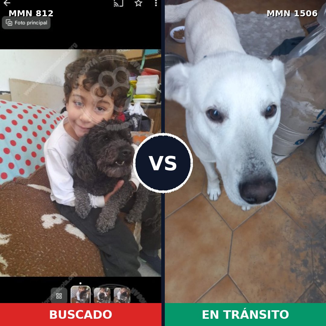 Comparativa MMS 27158: mascota perdida y mascota encontrada, 25% de similitud