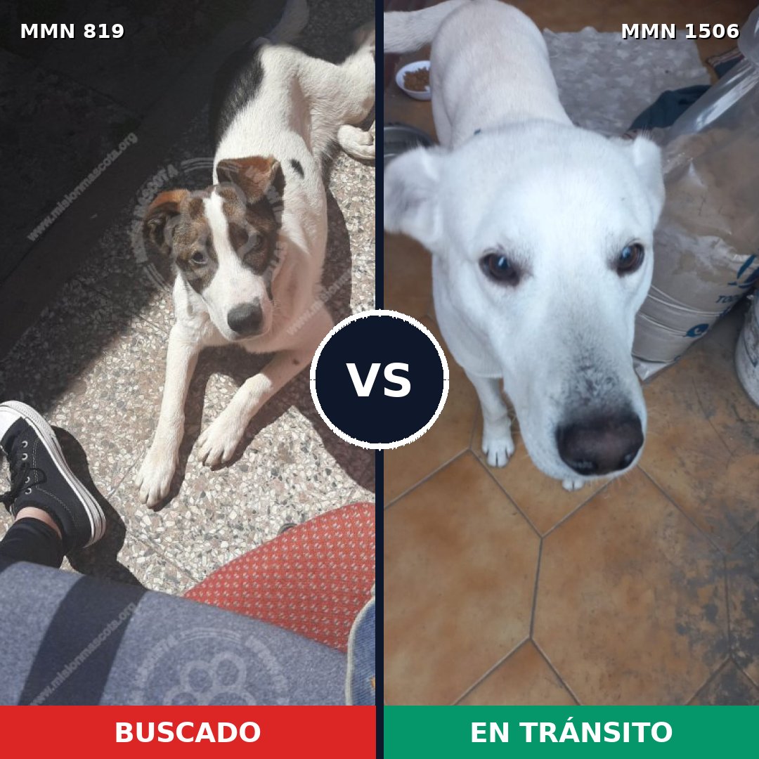 Comparativa MMS 27159: mascota perdida y mascota encontrada, 75% de similitud
