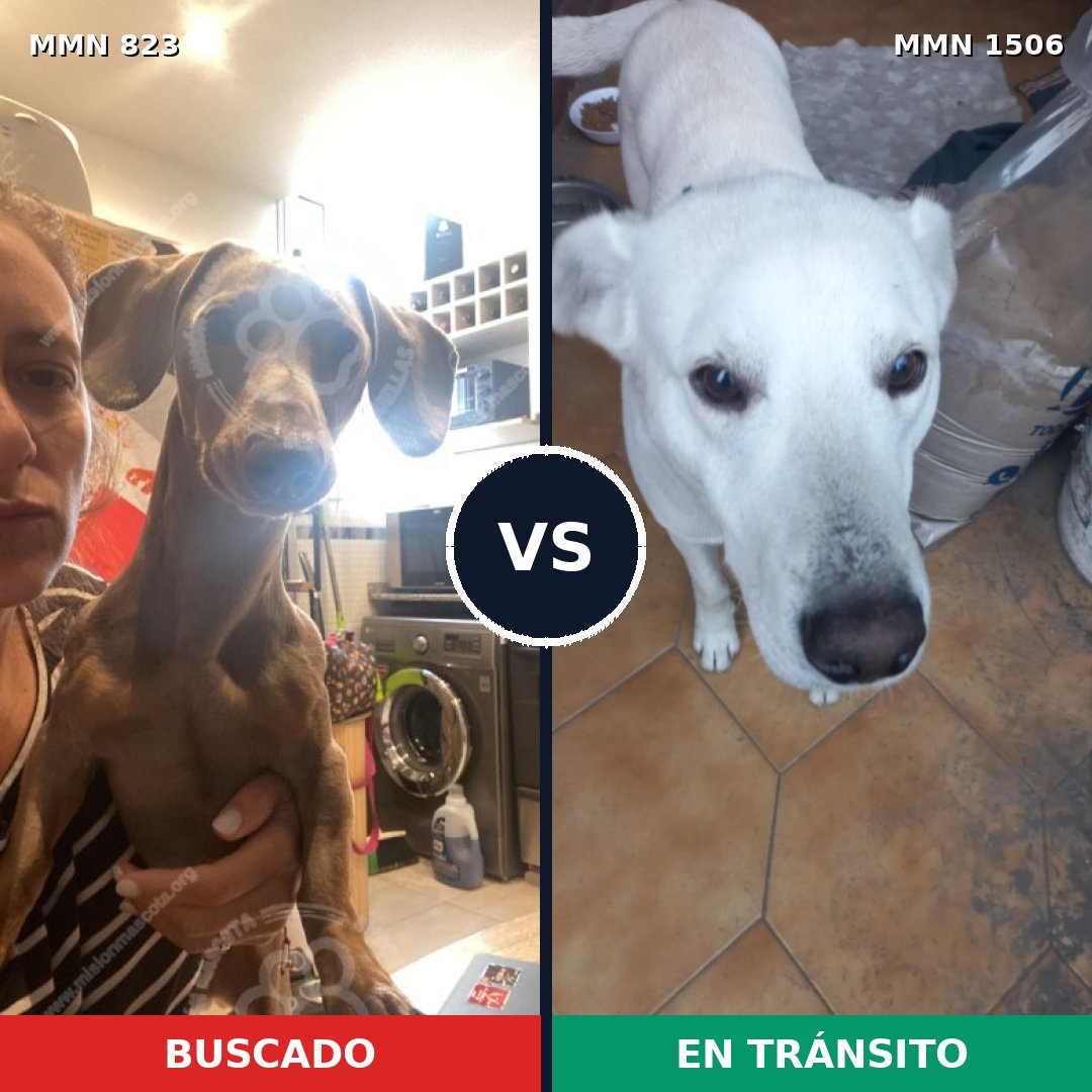 Comparativa MMS 27160: mascota perdida y mascota encontrada, 27% de similitud