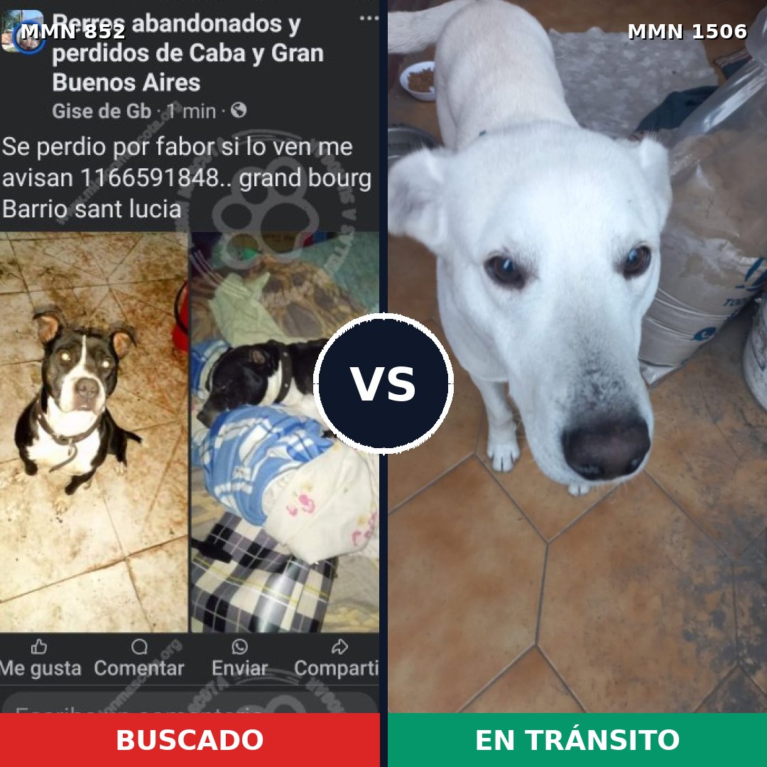 Comparativa MMS 27163: mascota perdida y mascota encontrada, 45% de similitud