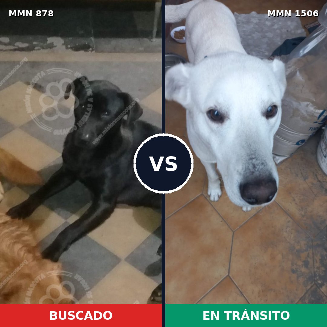 Comparativa MMS 27165: mascota perdida y mascota encontrada, 43% de similitud
