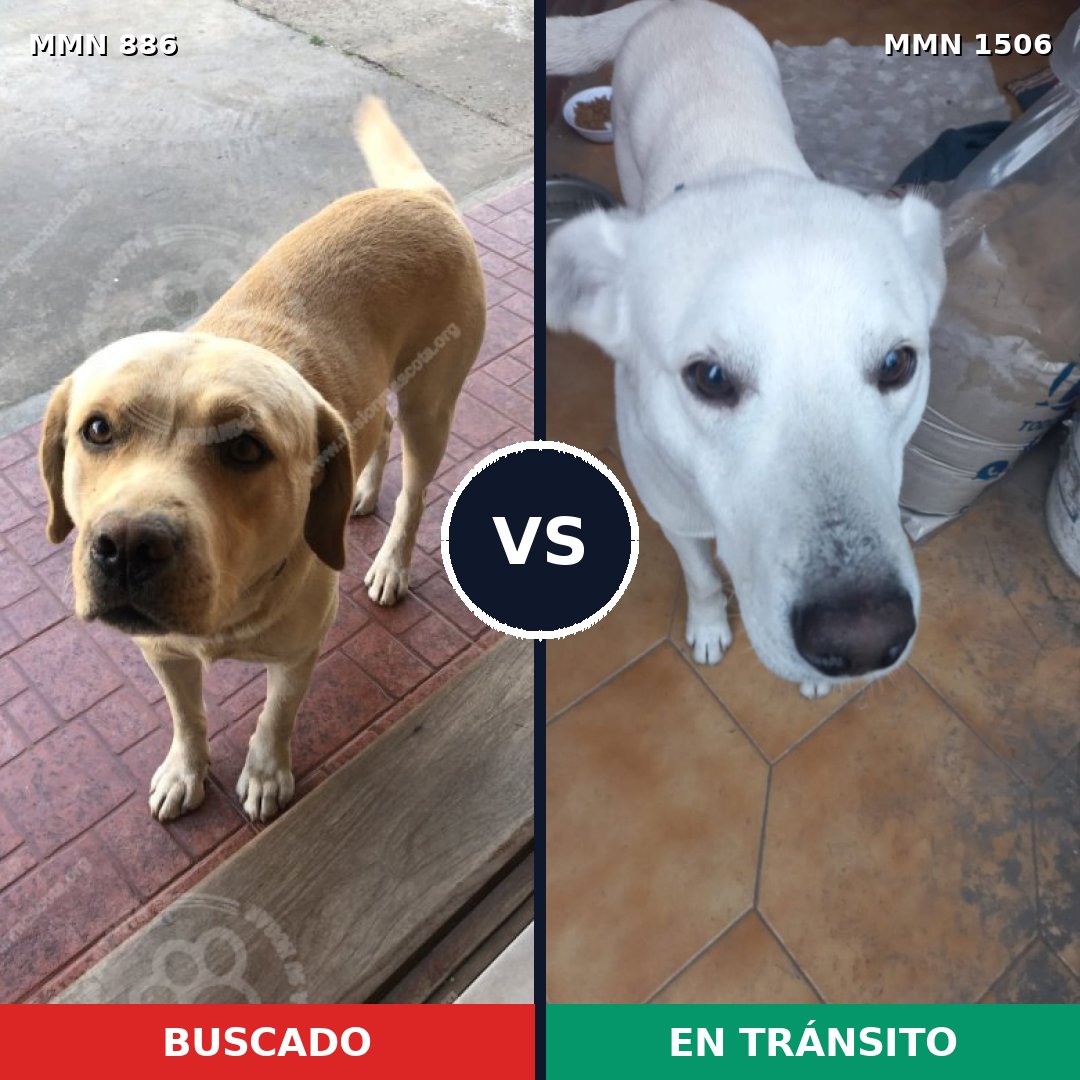 Comparativa MMS 27166: mascota perdida y mascota encontrada, 51% de similitud