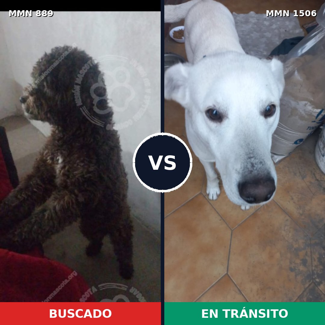 Comparativa MMS 27167: mascota perdida y mascota encontrada, 46% de similitud
