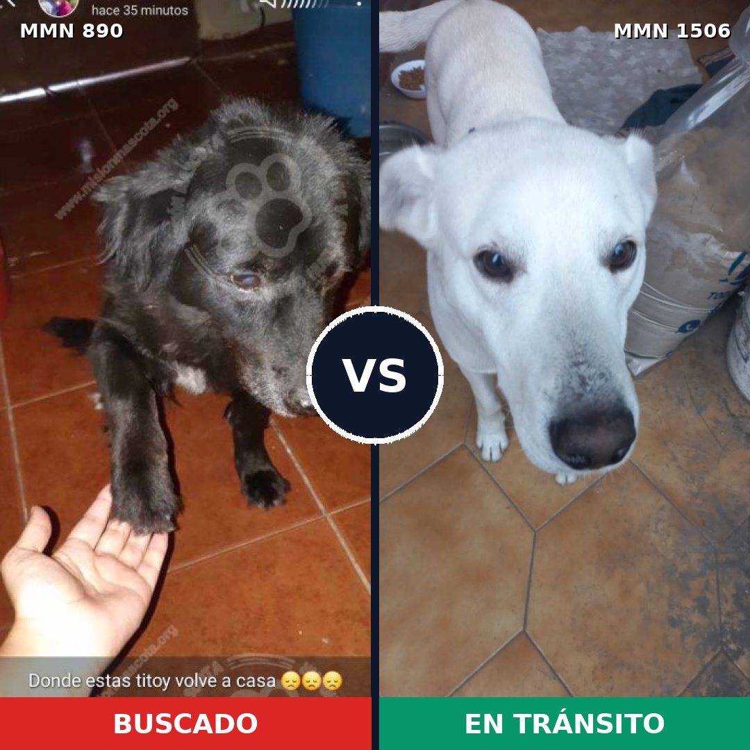 Comparativa MMS 27168: mascota perdida y mascota encontrada, 35% de similitud