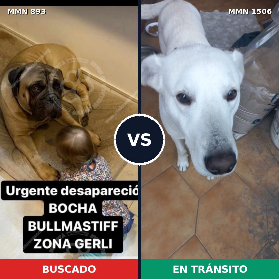 Comparativa MMS 27169: mascota perdida y mascota encontrada, 25% de similitud