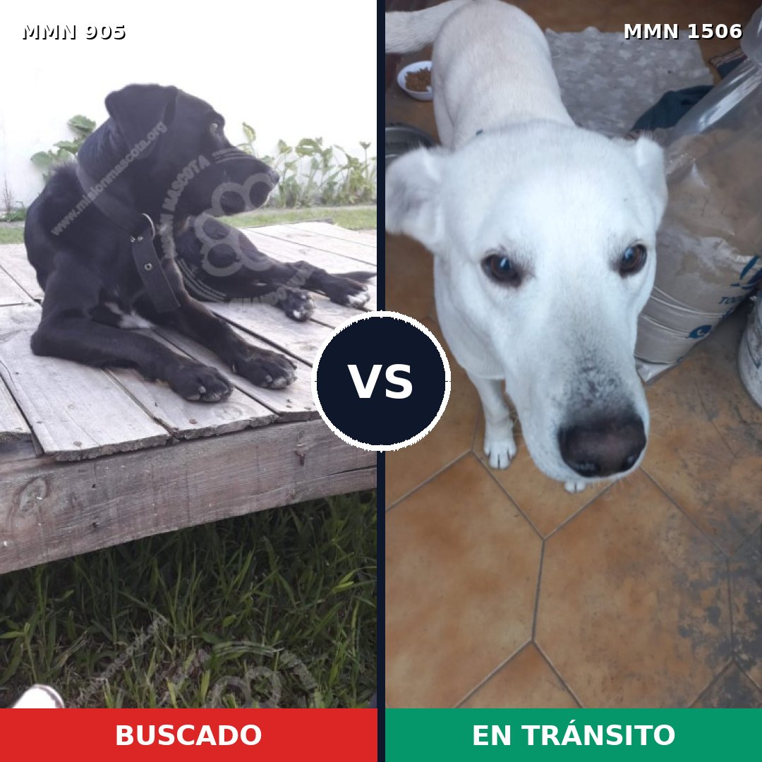 Comparativa MMS 27170: mascota perdida y mascota encontrada, 78% de similitud
