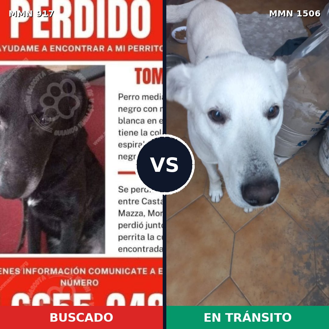 Comparativa MMS 27171: mascota perdida y mascota encontrada, 52% de similitud