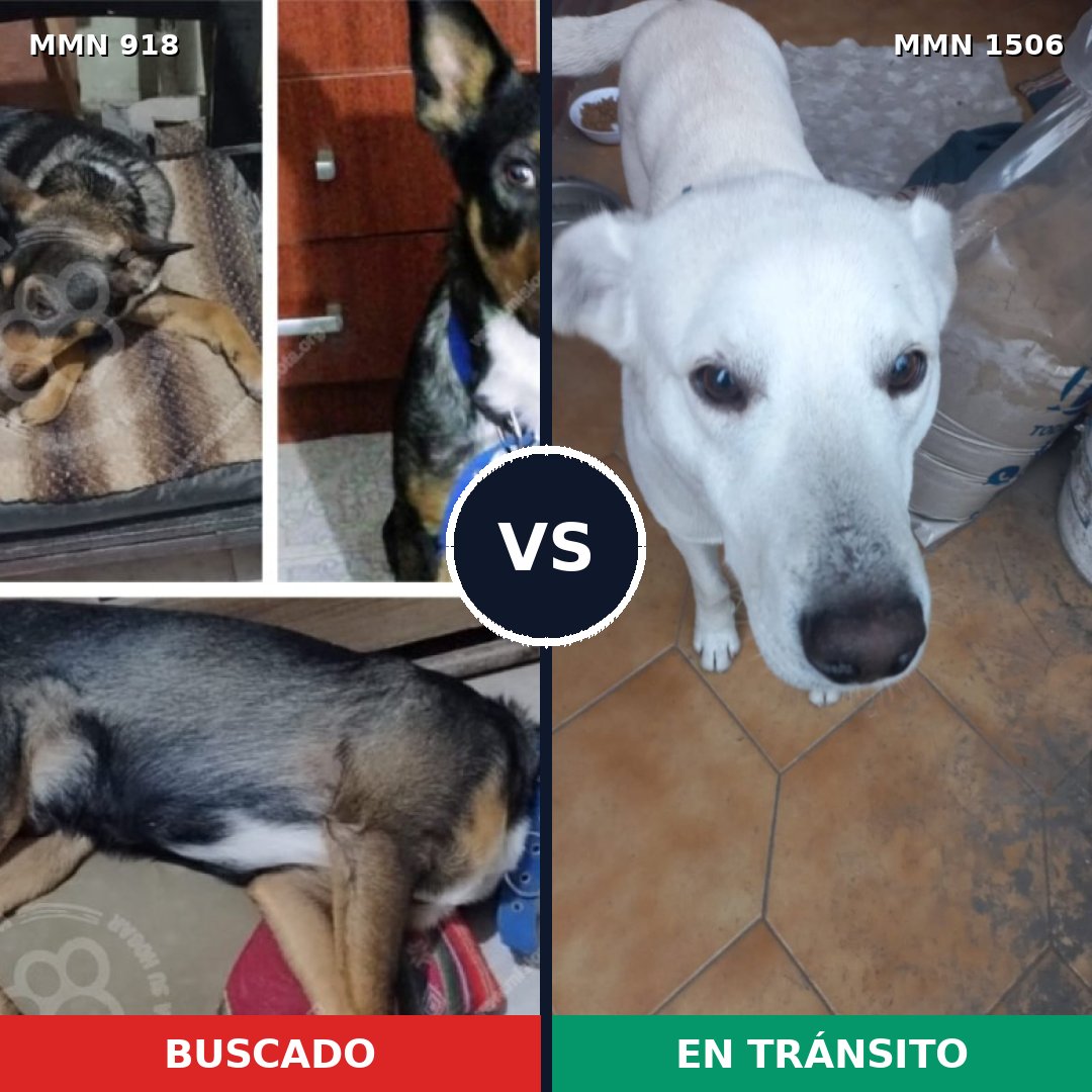 Comparativa MMS 27172: mascota perdida y mascota encontrada, 53% de similitud