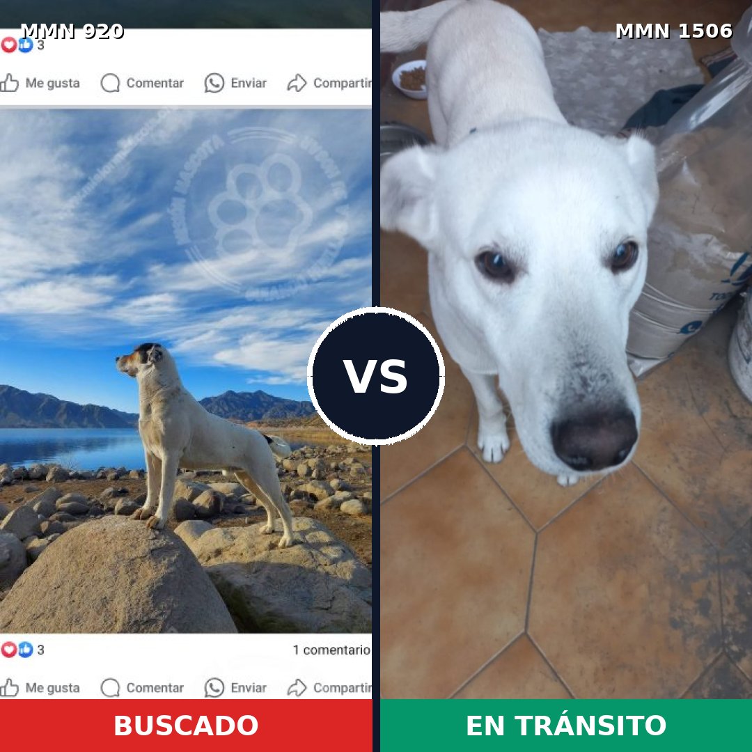 Comparativa MMS 27174: mascota perdida y mascota encontrada, 24% de similitud