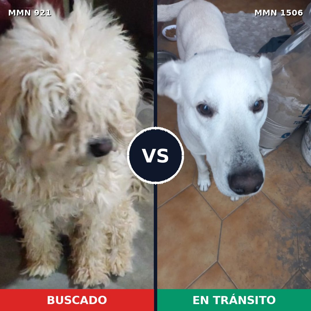 Comparativa MMS 27175: mascota perdida y mascota encontrada, 38% de similitud