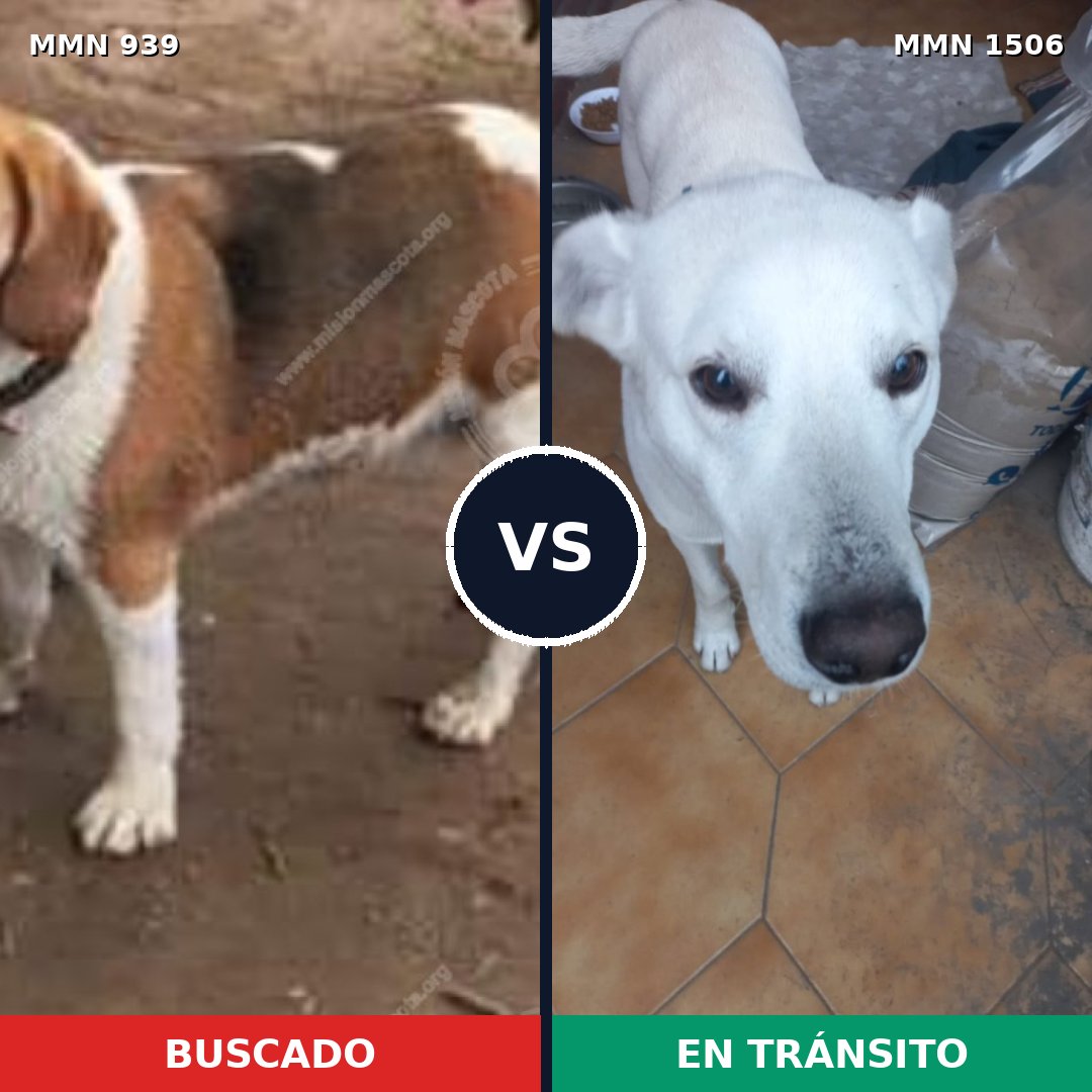 Comparativa MMS 27176: mascota perdida y mascota encontrada, 40% de similitud