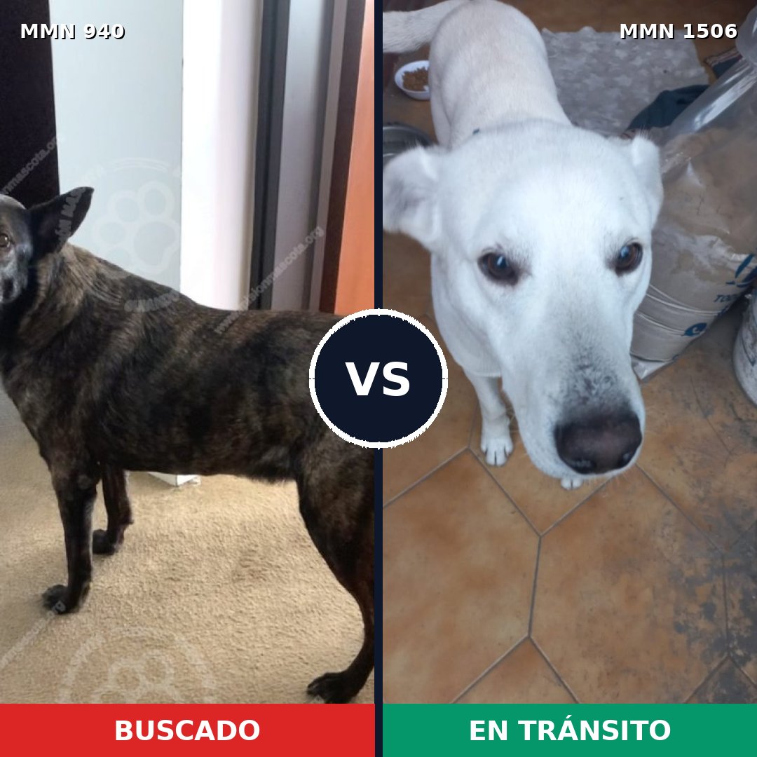 Comparativa MMS 27177: mascota perdida y mascota encontrada, 54% de similitud