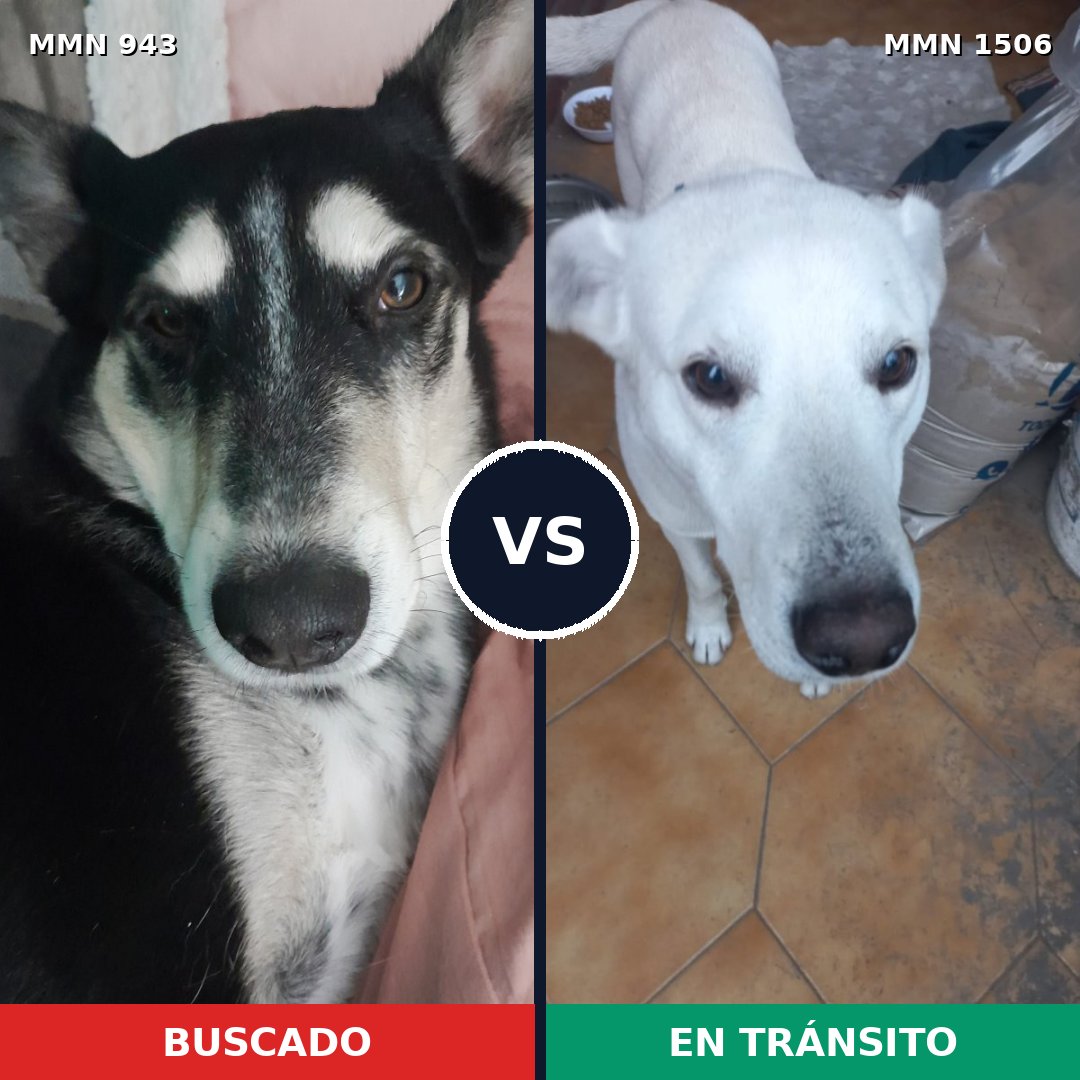 Comparativa MMS 27178: mascota perdida y mascota encontrada, 62% de similitud