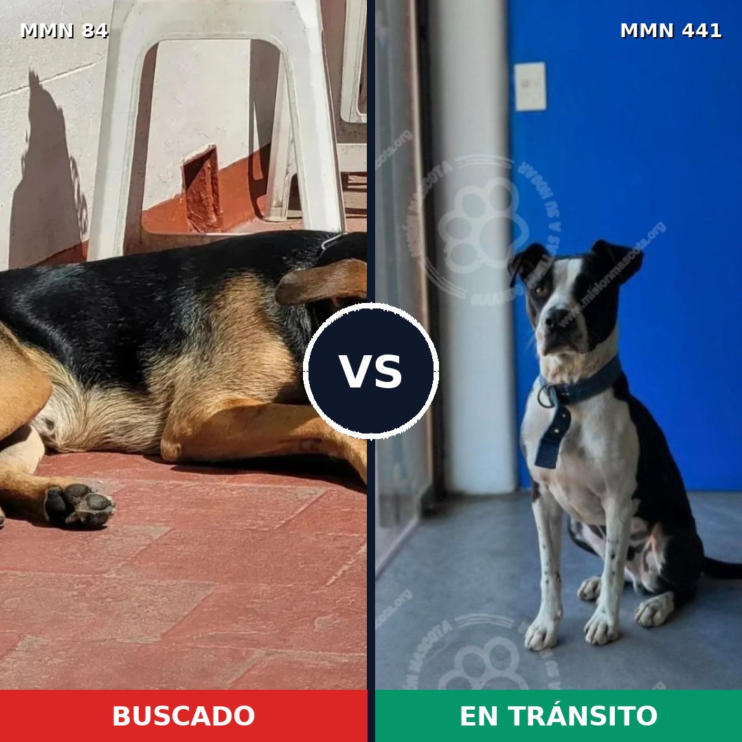 Comparativa MMS 2718: mascota perdida y mascota encontrada, 83% de similitud