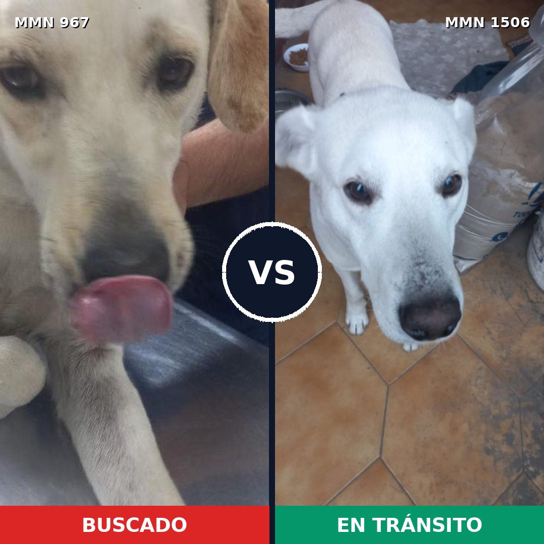 Comparativa MMS 27180: mascota perdida y mascota encontrada, 76% de similitud