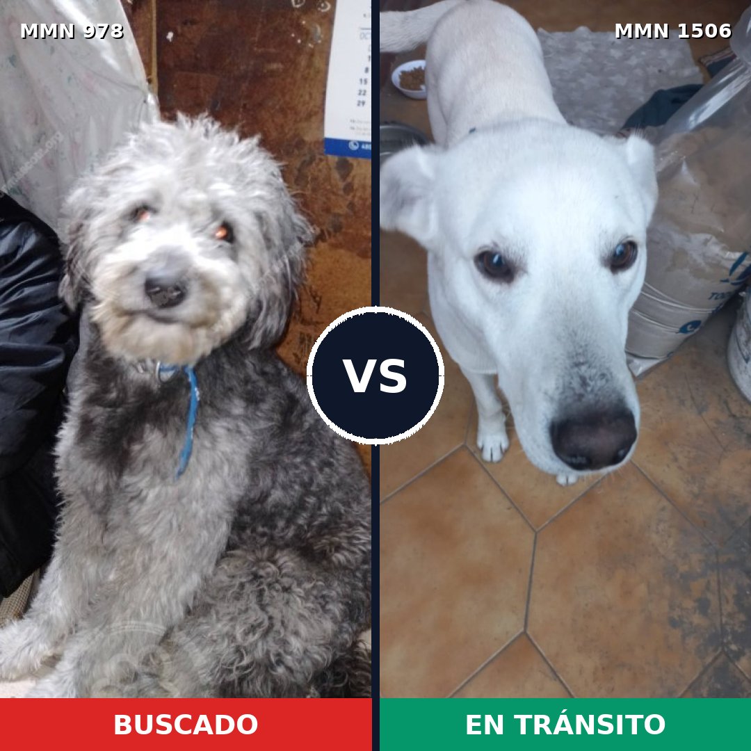 Comparativa MMS 27182: mascota perdida y mascota encontrada, 42% de similitud