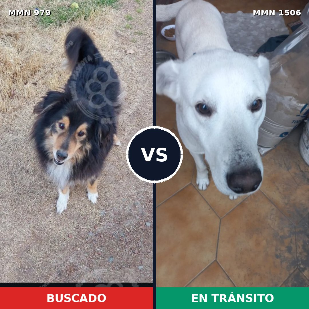 Comparativa MMS 27183: mascota perdida y mascota encontrada, 42% de similitud