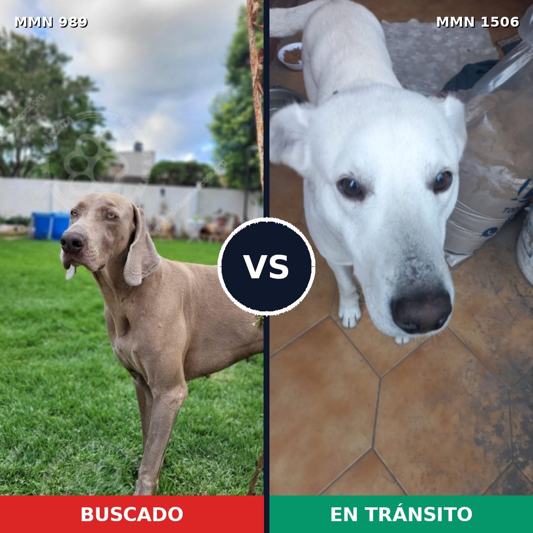 Comparativa MMS 27185: mascota perdida y mascota encontrada, 31% de similitud