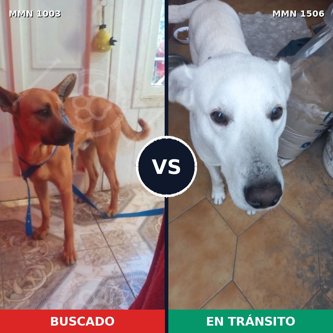 Comparativa MMS 27187: mascota perdida y mascota encontrada, 33% de similitud