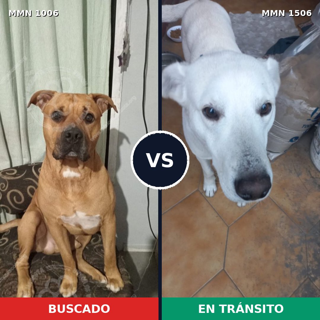Comparativa MMS 27188: mascota perdida y mascota encontrada, 63% de similitud