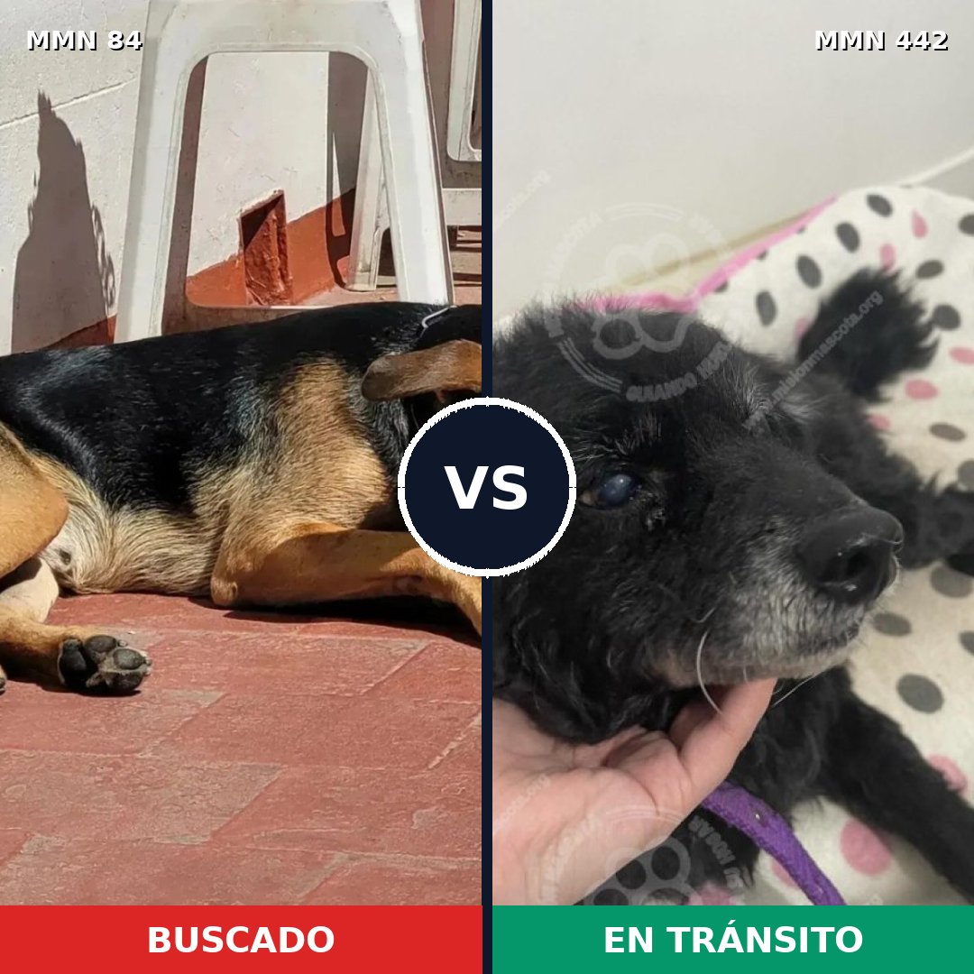 Comparativa MMS 2719: mascota perdida y mascota encontrada, 67% de similitud
