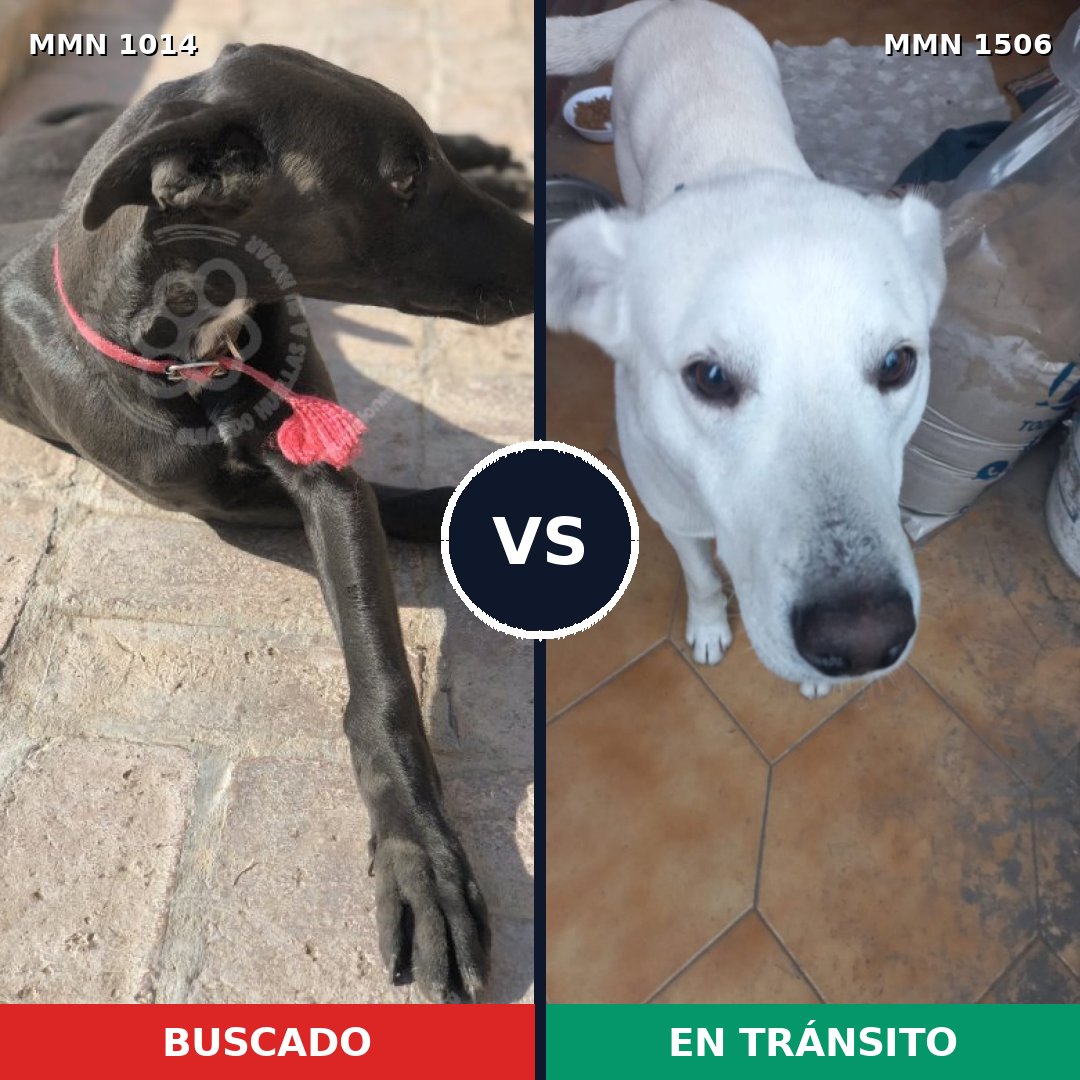 Comparativa MMS 27190: mascota perdida y mascota encontrada, 44% de similitud