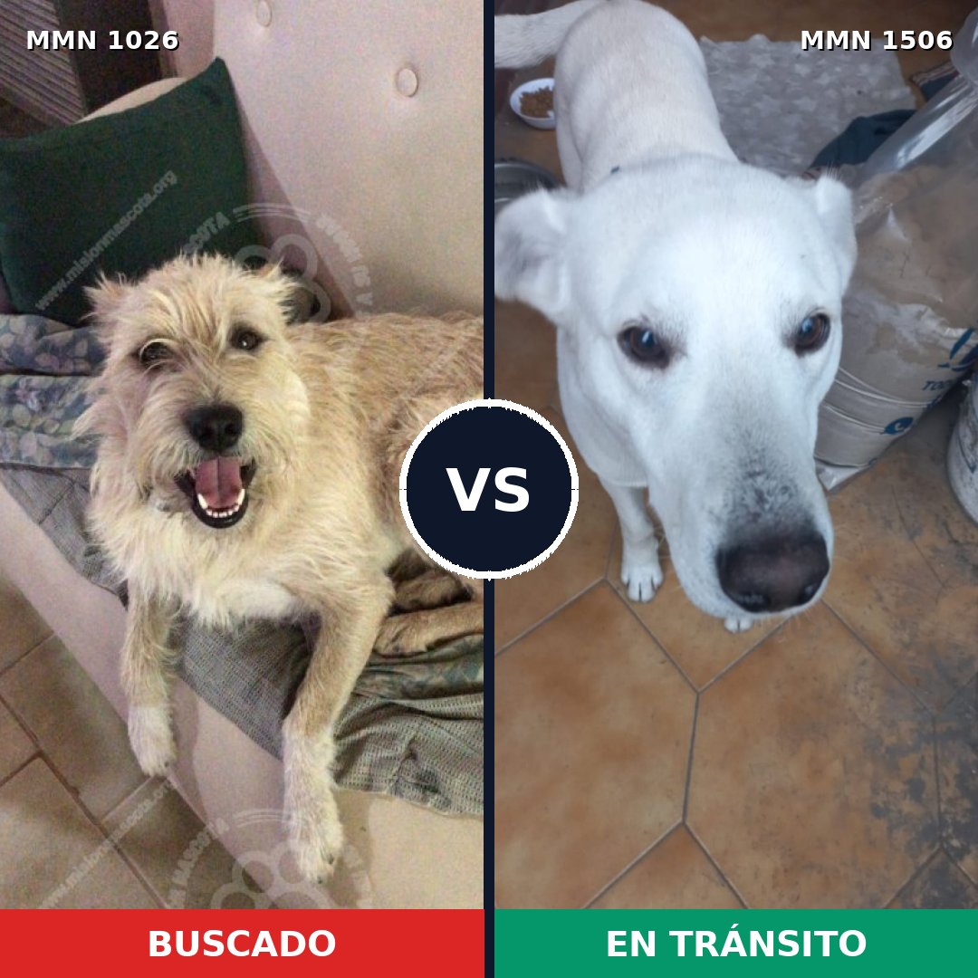 Comparativa MMS 27191: mascota perdida y mascota encontrada, 59% de similitud