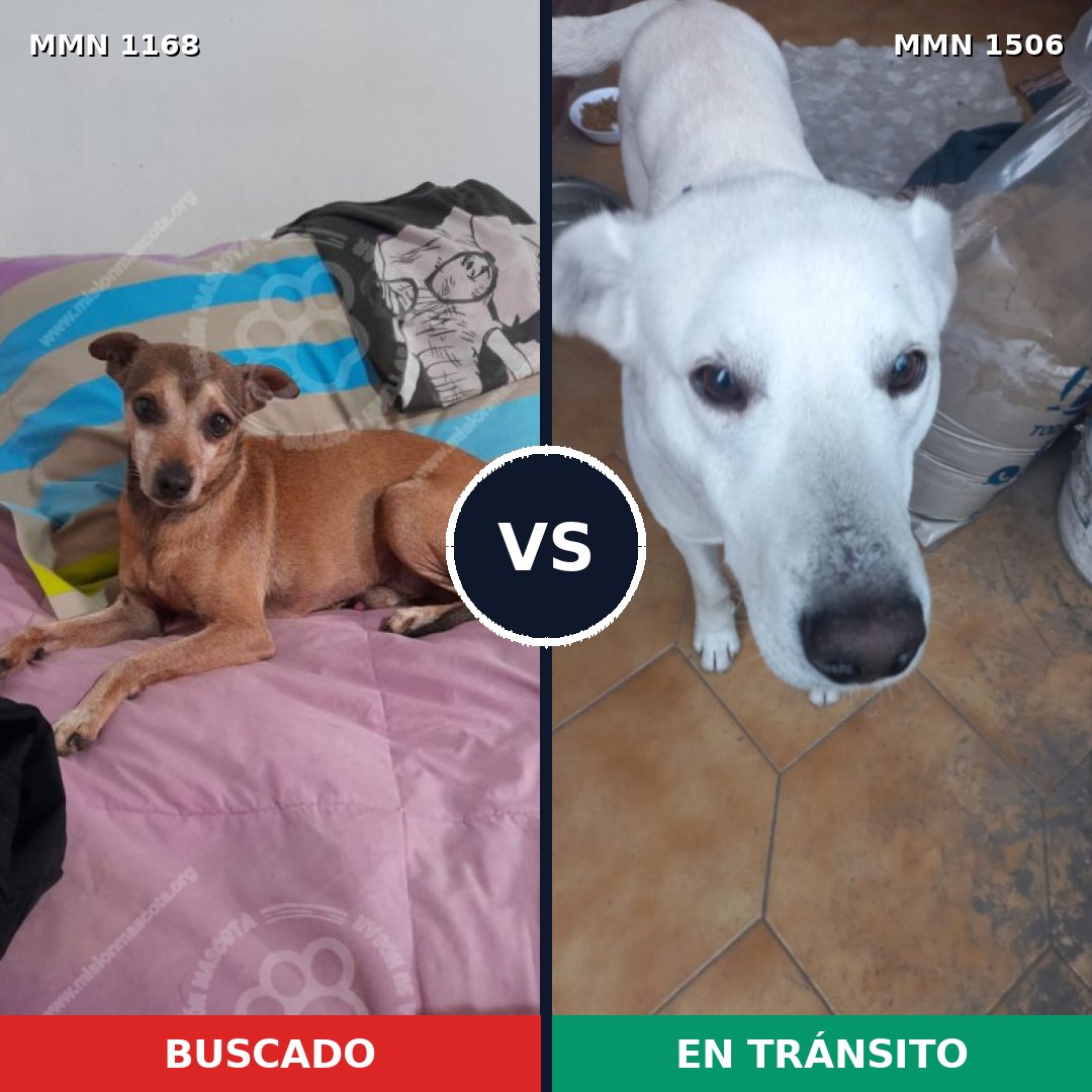 Comparativa MMS 27193: mascota perdida y mascota encontrada, 33% de similitud