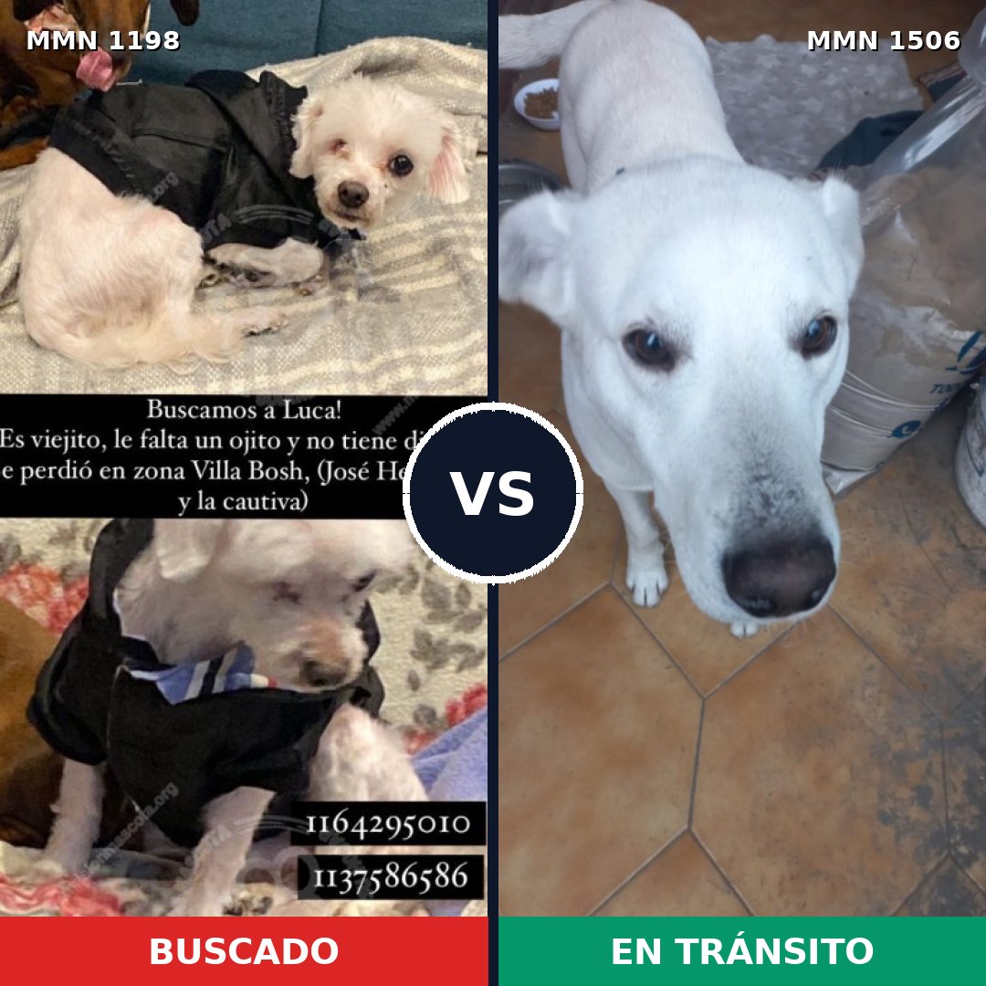 Comparativa MMS 27194: mascota perdida y mascota encontrada, 46% de similitud