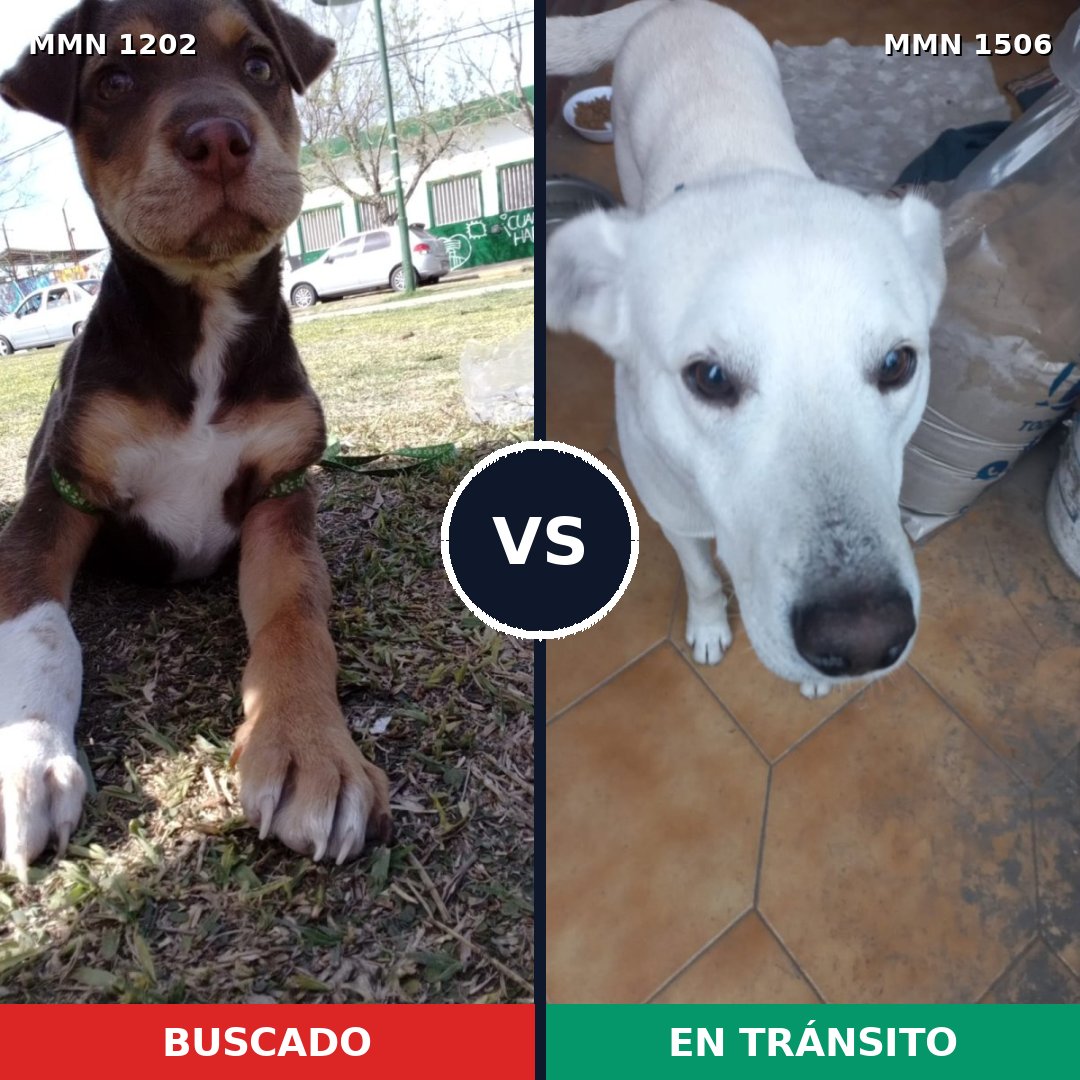 Comparativa MMS 27195: mascota perdida y mascota encontrada, 35% de similitud