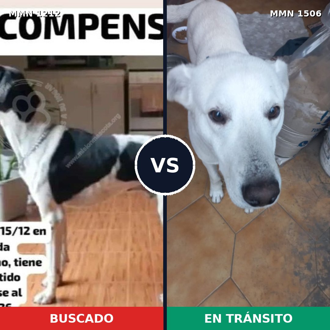 Comparativa MMS 27197: mascota perdida y mascota encontrada, 36% de similitud