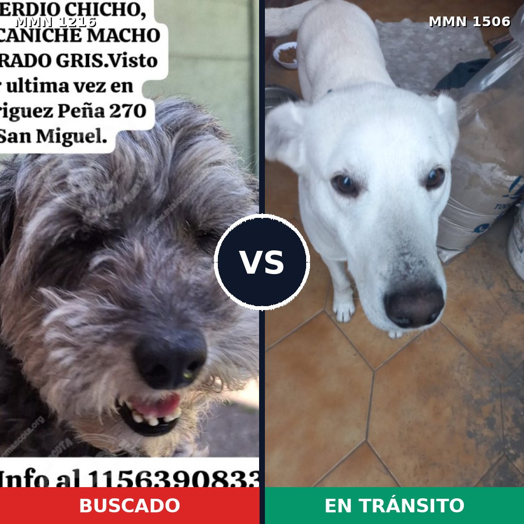 Comparativa MMS 27198: mascota perdida y mascota encontrada, 45% de similitud