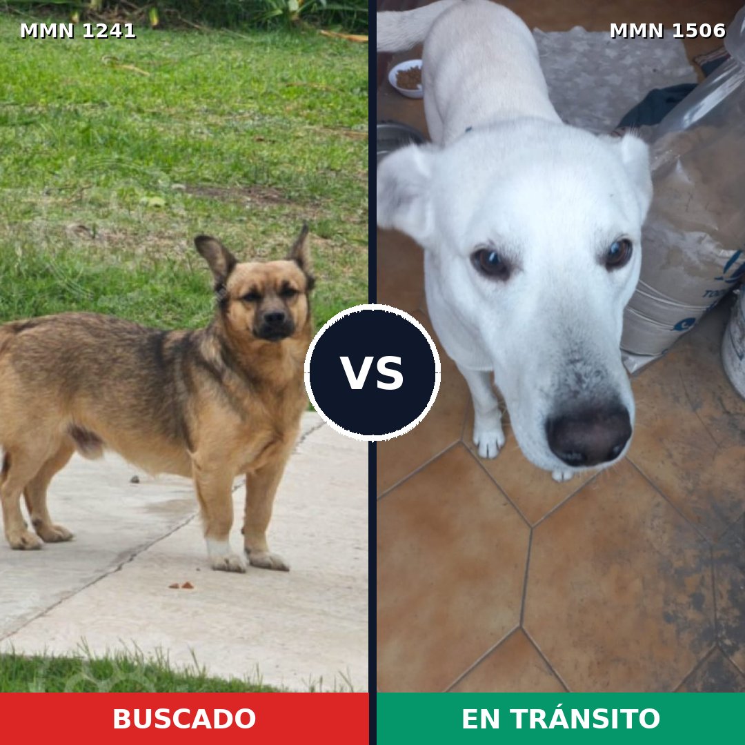 Comparativa MMS 27199: mascota perdida y mascota encontrada, 61% de similitud
