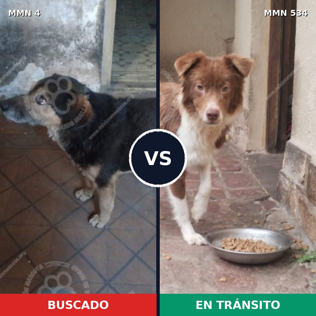 Comparativa MMS 272: mascota perdida y mascota encontrada, 69% de similitud
