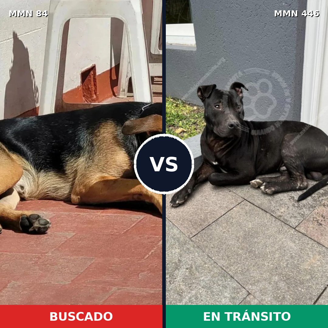 Comparativa MMS 2720: mascota perdida y mascota encontrada, 71% de similitud