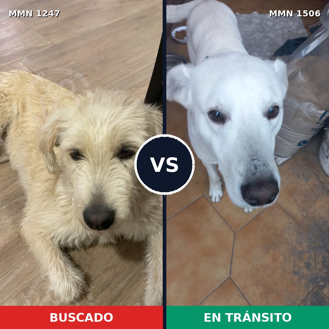 Comparativa MMS 27200: mascota perdida y mascota encontrada, 76% de similitud
