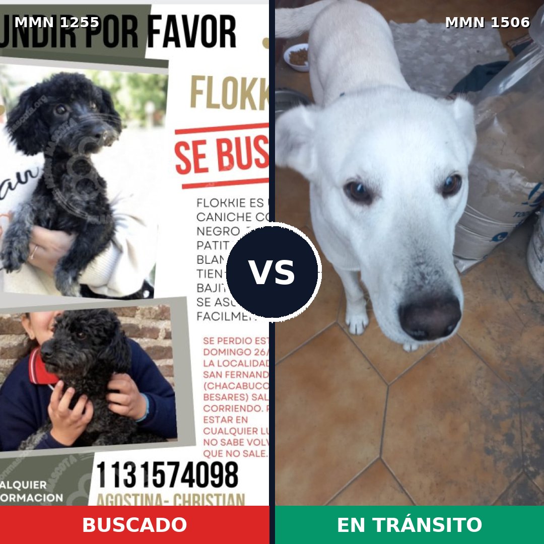 Comparativa MMS 27201: mascota perdida y mascota encontrada, 27% de similitud