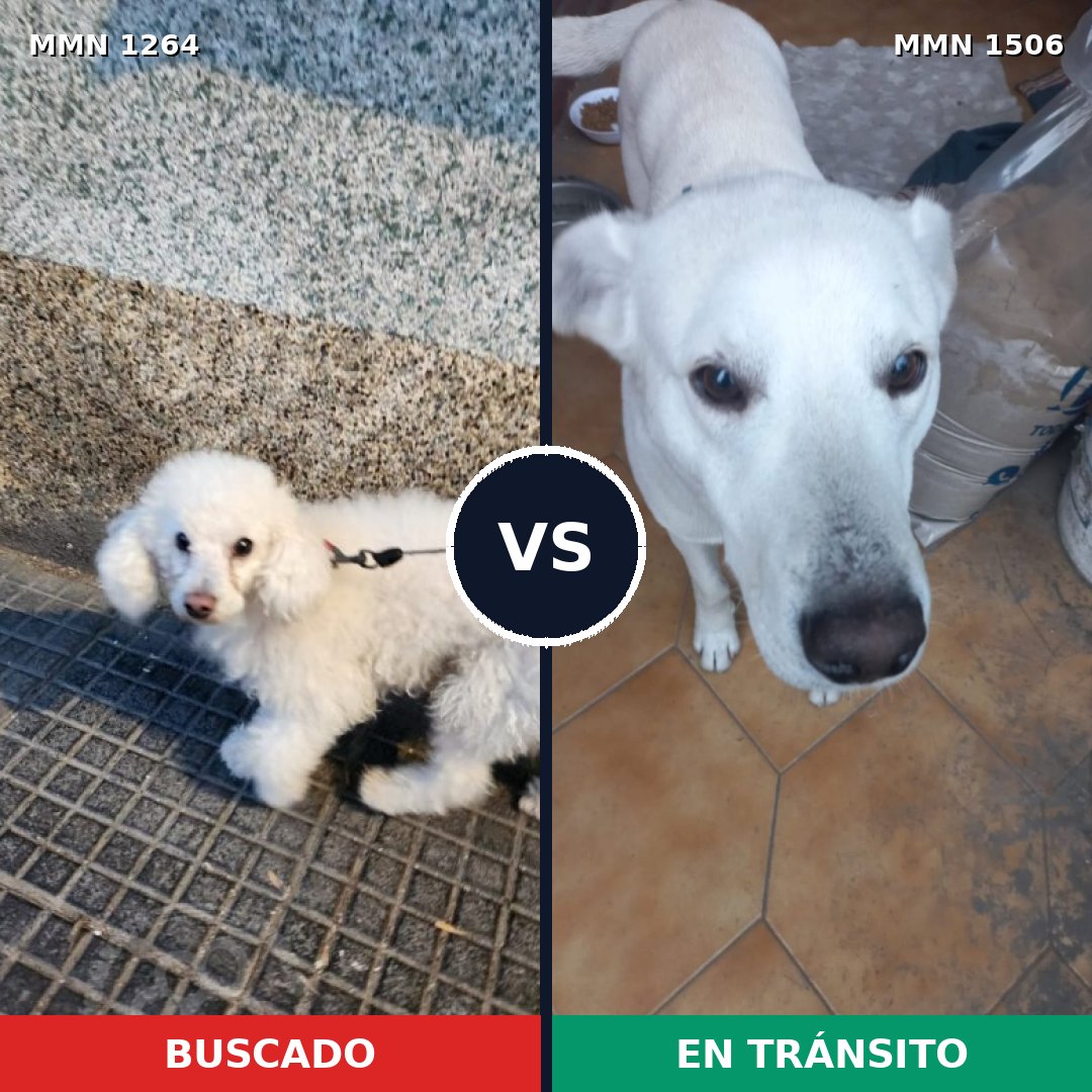 Comparativa MMS 27203: mascota perdida y mascota encontrada, 47% de similitud